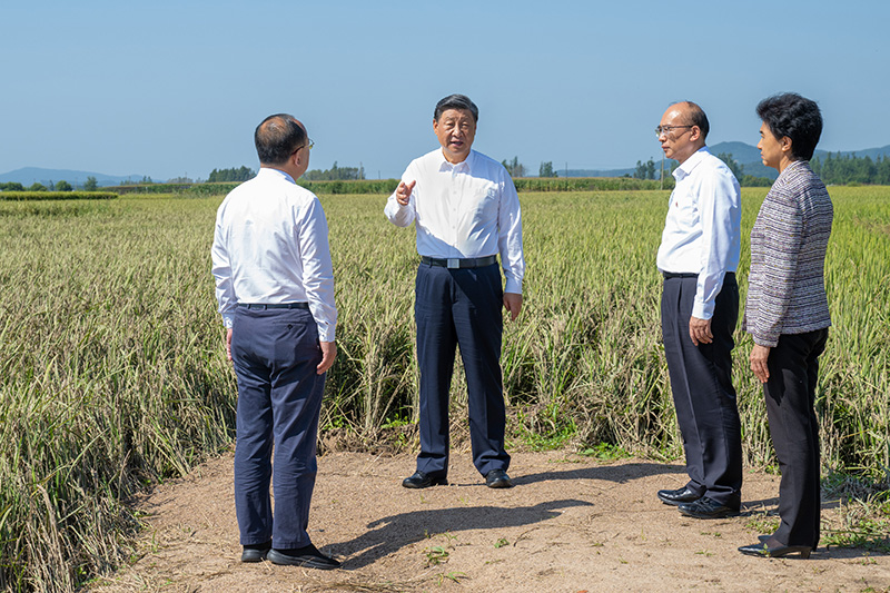 9月6日至8日，中共中央總書記、國家主席、中央軍委主席習(xí)近平在黑龍江考察。這是7日上午，習(xí)近平在遭受洪澇災(zāi)害的哈爾濱尚志市老街基鄉(xiāng)龍王廟村，察看水稻受災(zāi)情況。